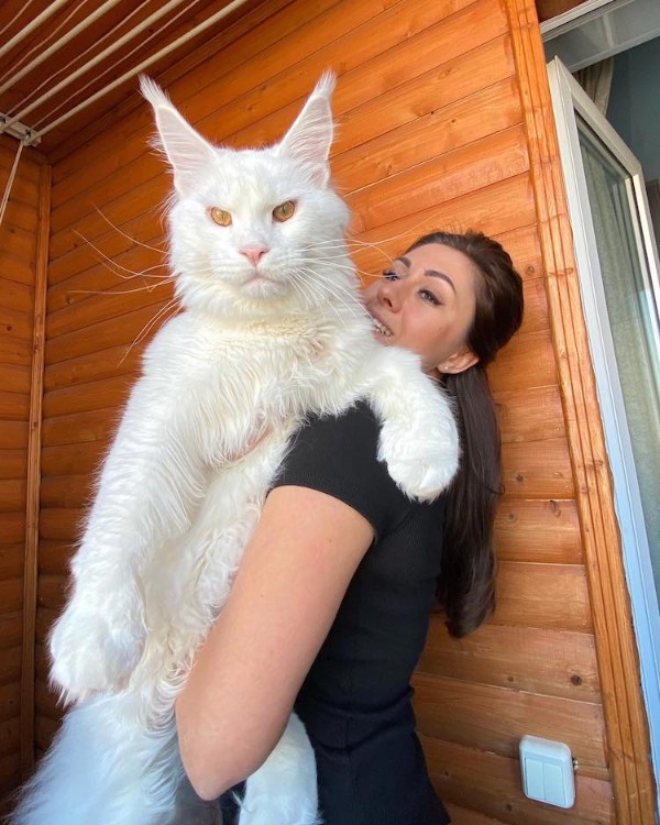 Maine Coon Cat and owner Yulia Minina