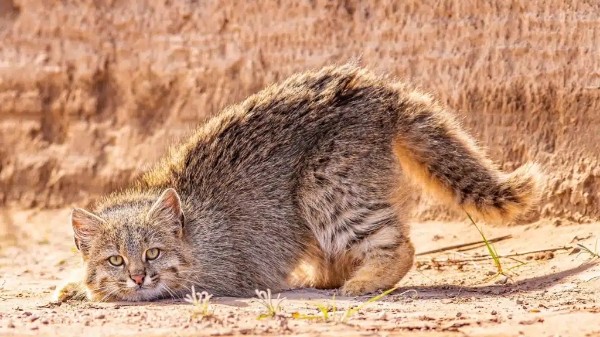 Peruvian Pampas Cat