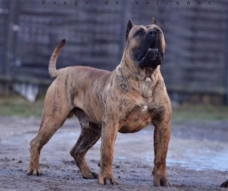 Presa Canario