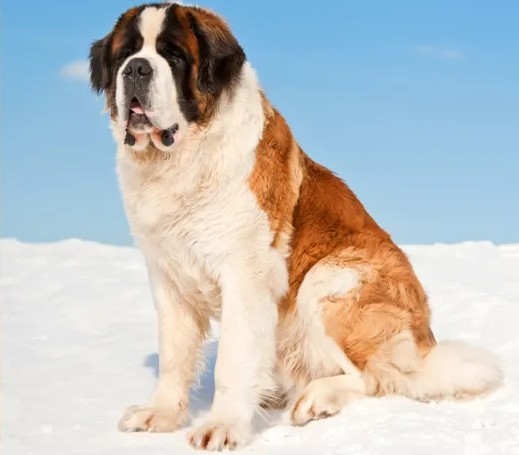 Saint Bernard