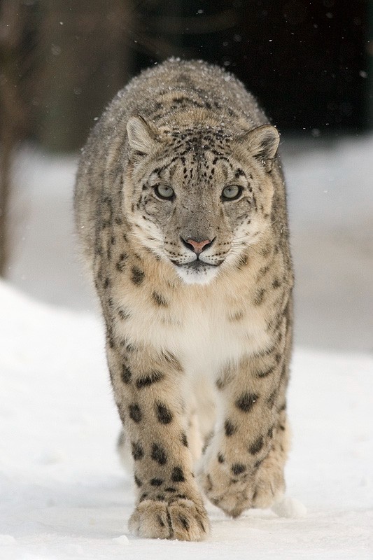 Snow Leopard (photo by Bernard Landgraf)