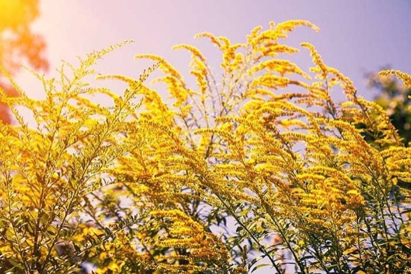 Ambrosia (Ragweed)
