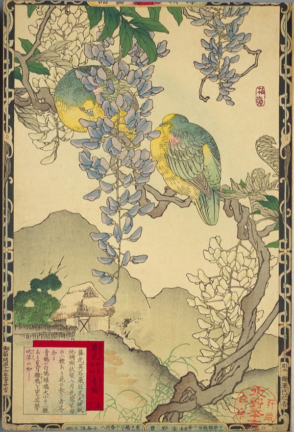 Kōno Bairei: Japanese Wisteria and White-Bellied Green Pigeons, 1883 (National Diet Library)
